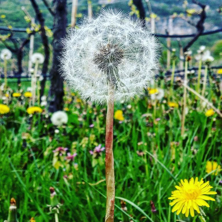 Agritur Maso Spezial Villa Villa Lagarina Eksteriør billede