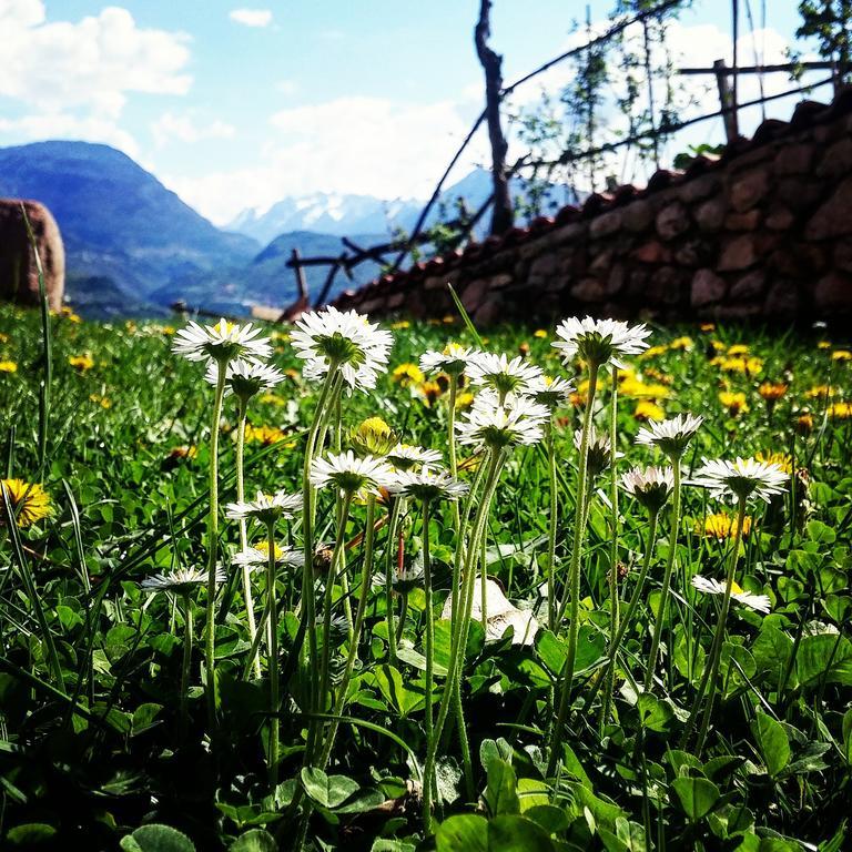 Agritur Maso Spezial Villa Villa Lagarina Eksteriør billede