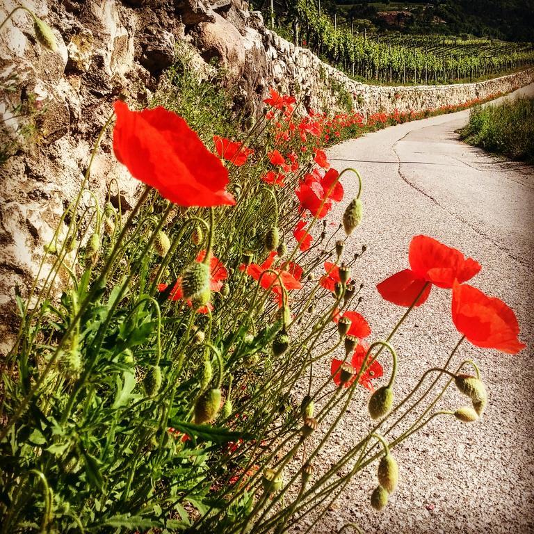 Agritur Maso Spezial Villa Villa Lagarina Eksteriør billede